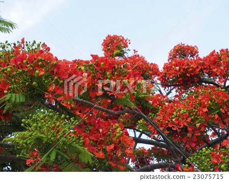 Okinawa Phoenix tree 23075715
