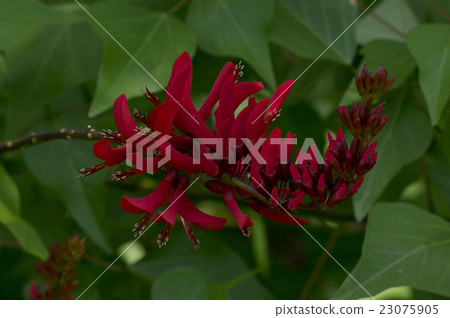 在公園種植的沙沙盆栽植物的輝煌色調 23075905