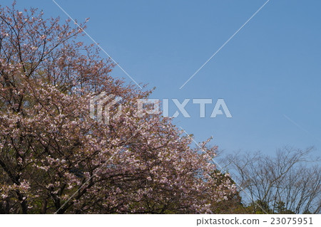 Mount Jiri 23075951