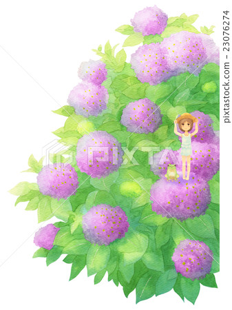 繡球花和客人的味道（晴朗的粉紅色） 23076274