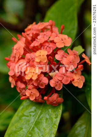 Red flower flower flowers Red flower flower flowers 23076291