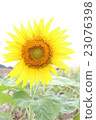 sunflower	 23076398
