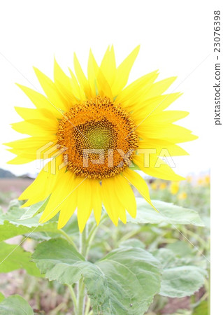 向日葵 23076398