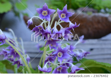 岩手煙草·搖滾香煙 岩手煙草·搖滾香煙 23076402