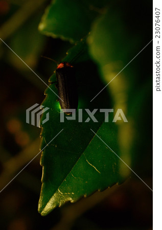 Genji firefly / Genji Genji 23076407