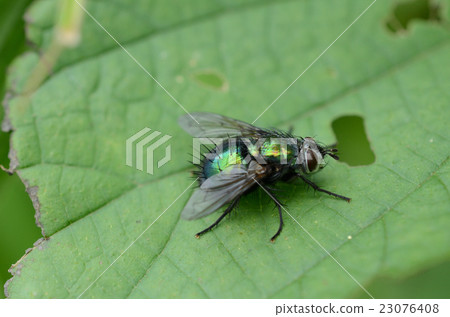 Hirozu fly · wide fly 23076408