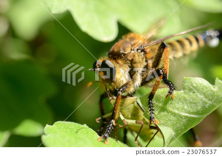 Shioyab / Shiroya Abuko Shioyab / Shiroya Abuko 23076537