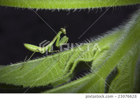 Mantis Mantis 23076628