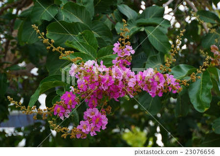 Banaba，Olana麻雀（Banaba，Lagerstroemia speciosa） 23076656