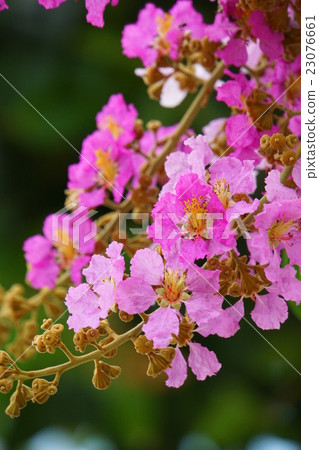 Banaba, Olana sparrow (Banaba, Lagerstroemia speciosa) 23076661