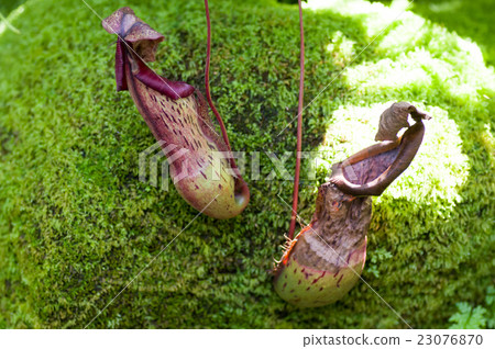 Nepenthes - Thurn Carter Nepenthes - Thurn Carter 23076870