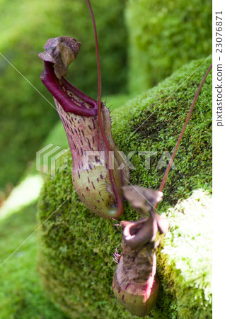Nepenthes - Thurn Carter 23076871
