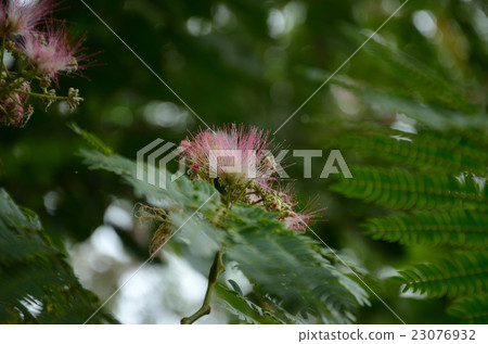 Nemnoki · Tiedo flower Nemnoki · Tiedo flower 23076932