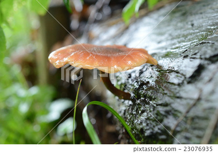 Children growing from fallen trees wet with rain · mushrooms Children growing from fallen trees wet with rain · mushrooms 23076935