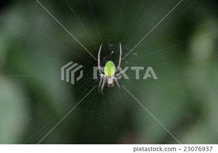 Spider, Satsuma flea Damashi · Satsuma real deceit 23076937