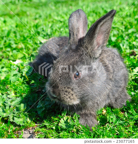 little rabbit on green grass background little rabbit on green grass background 23077165