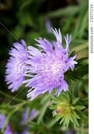 陽光的Stalkiaia通過太陽 23077254