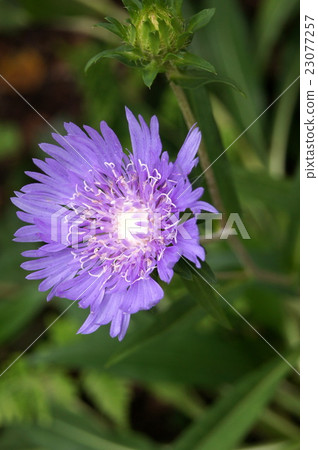 Stalkiaia of sunlight through the sun 23077257