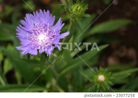 Stalkiaia of sunlight through the sun 23077258