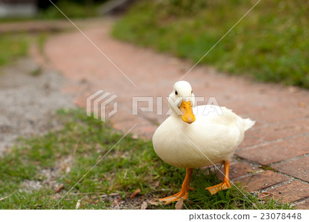 Call Duck playing in the park Call Duck playing in the park 23078448