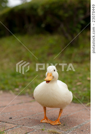 叫鴨子在公園裡玩 叫鴨子在公園裡玩 23078449