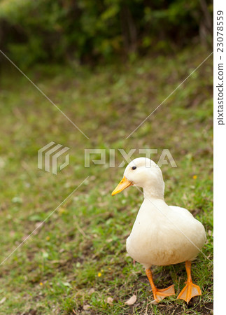 Call Duck playing in the park Call Duck playing in the park 23078559