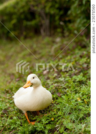 Call Duck playing in the park Call Duck playing in the park 23078560