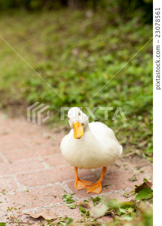 Call Duck playing in the park Call Duck playing in the park 23078561