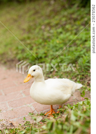 Call Duck playing in the park Call Duck playing in the park 23078562