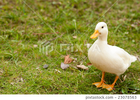 Call Duck playing in the park Call Duck playing in the park 23078563