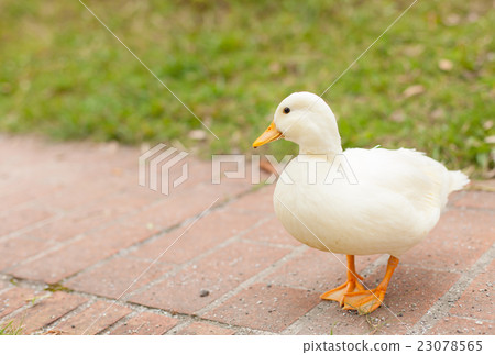 叫鴨子在公園裡玩 叫鴨子在公園裡玩 23078565