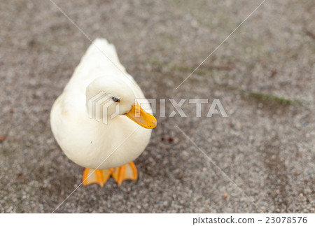 Call Duck playing in the park Call Duck playing in the park 23078576