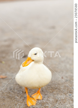 Call Duck playing in the park 23078580