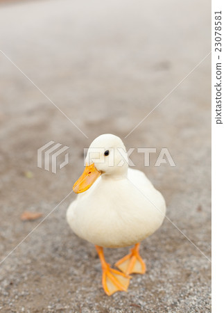 Call Duck playing in the park 23078581