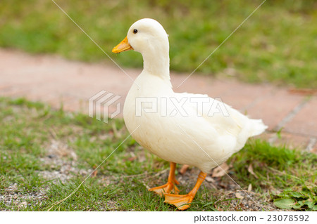Call Duck playing in the park Call Duck playing in the park 23078592