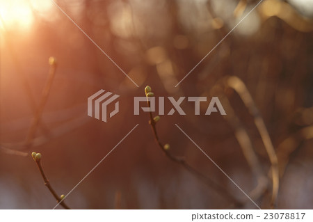 branch with buds in a early spring sunny day branch with buds in a early spring sunny day 23078817