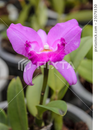 Pink Cattleya orchid flower Pink Cattleya orchid flower 23079330