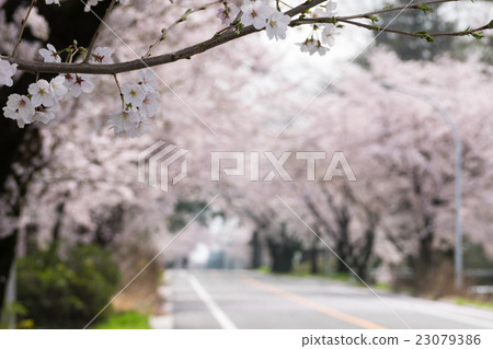Cherry blossom trees in full bloom Cherry blossom trees in full bloom 23079386