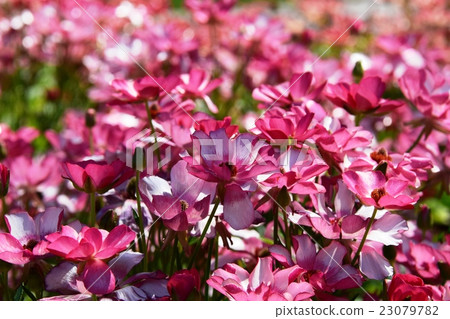 Luxe Garden - Florente Miyazaki·春季花卉節〜(宮崎縣宮崎市) Luxe Garden - Florente Miyazaki·春季花卉節〜(宮崎縣宮崎市) 23079782