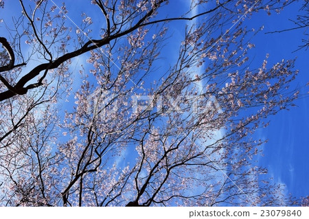Jodoji和Harada的房子的Dejisare櫻花(宮崎縣西uki之郡Gogase鎮) Jodoji和Harada的房子的Dejisare櫻花(宮崎縣西uki之郡Gogase鎮) 23079840