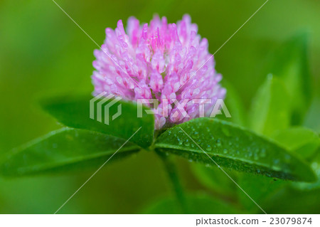 Murasakitetsukusa. At Mt. Moiwa. June Murasakitetsukusa. At Mt. Moiwa. June 23079874