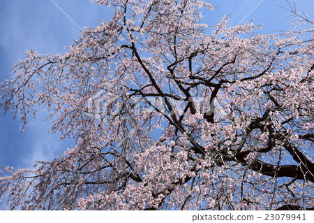Dejisare cherry blossoms of Jodoji and Harada's house (Gogase Town, Nishiusuki-gun, Miyazaki Prefecture) 23079941