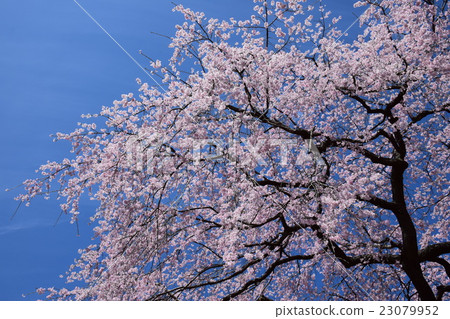 Jodoji和Harada的房子的Dejisare櫻花（宮崎縣西uki之郡Gogase鎮） 23079952