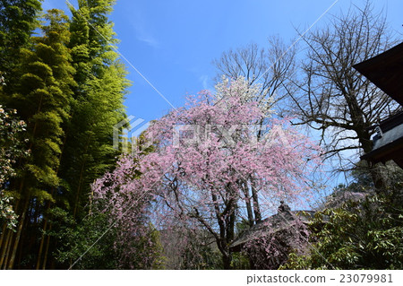 Dejisare cherry blossoms of Jodoji and Harada's house (Gogase Town, Nishiusuki-gun, Miyazaki Prefecture) 23079981