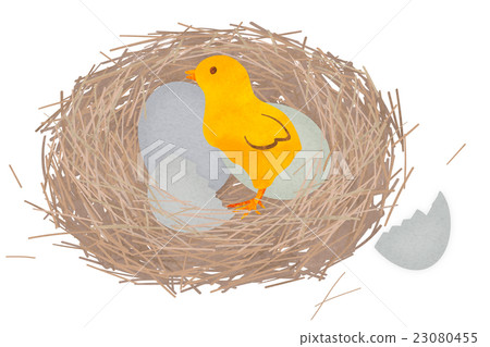 Bird's nest and chick 23080455
