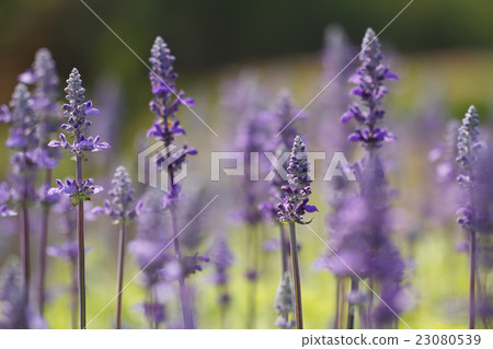 Lavenders flowers 23080539