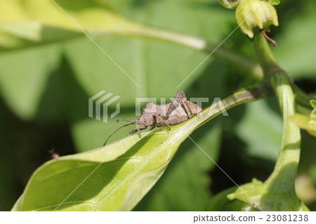 Hokkaido bug 23081238