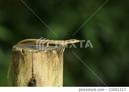 Creatures Reptiles Aokanasuke, Japan's endemic species living in the Okinawa Islands. Male is green, brown, white, yellow and colorful body 23081317