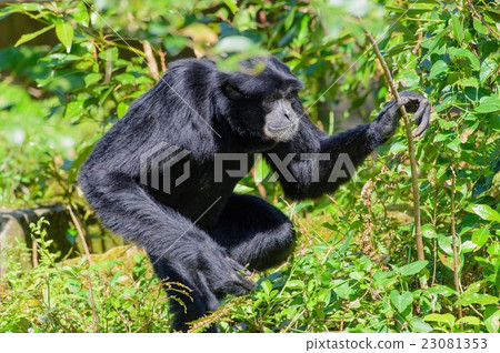 Flying gibbon Flying gibbon 23081353