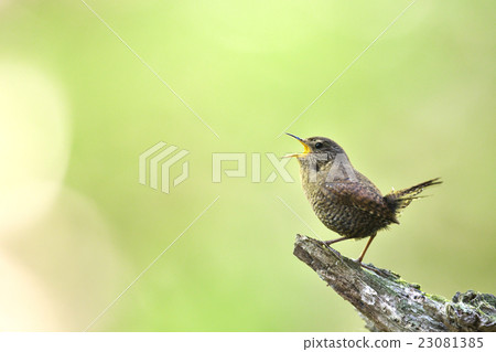 Flying fish 23081385